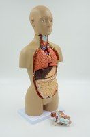 בהזמנה מראש: דגם אנטומי 322 - טורסו דו מיני 45 ס"מ, 16 חלקים