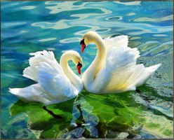 תמונת אבני שיבוץ - שני ברבורים 40X50