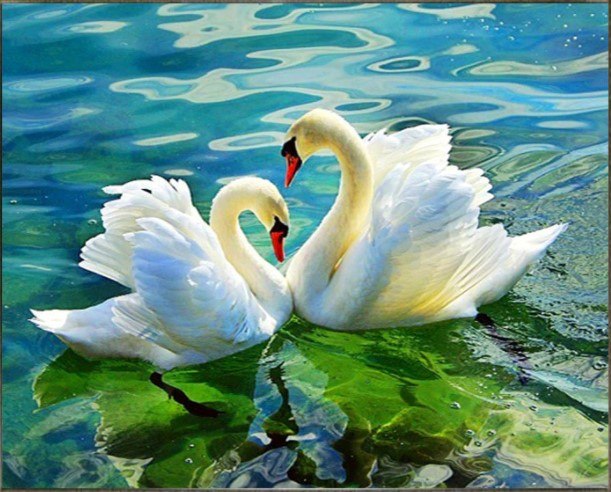 תמונת אבני שיבוץ - שני ברבורים 40X50