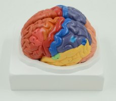 בהזמנה מראש: דגם אנטומי 612 - מוח אנושי צבעוני בגודל טבעי, 2 חלקים