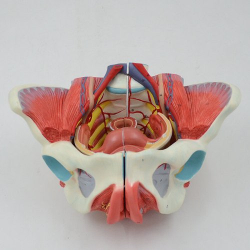 רצפת האגן הנשית מודל 591 - דגם מפורט עם איברים פנימיים