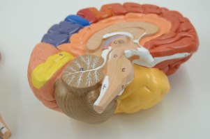 בהזמנה מראש: דגם אנטומי 612 - מוח אנושי צבעוני בגודל טבעי, 2 חלקים