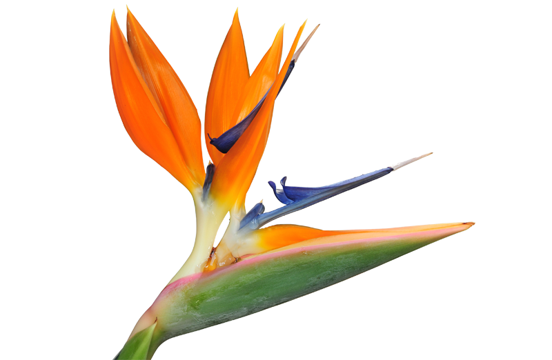 ציפור גן עדן