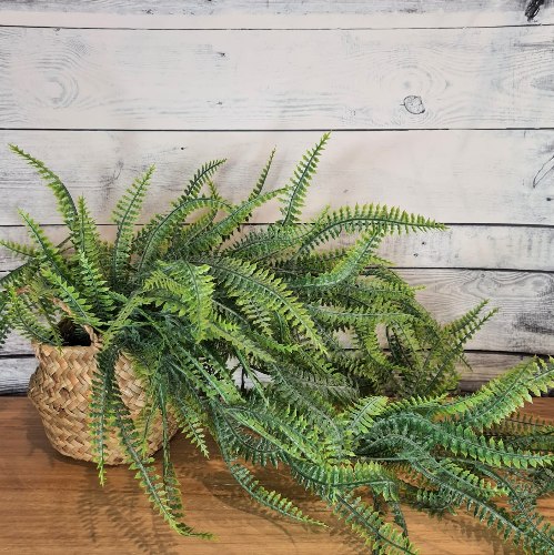 צמח שרך נשפך עלים קטנים בכלי ראטן