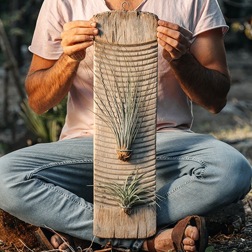 קרש כביסה עתיק וצמחי אויר
