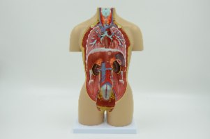 בהזמנה מראש: דגם אנטומי 322 - טורסו דו מיני 45 ס"מ, 16 חלקים