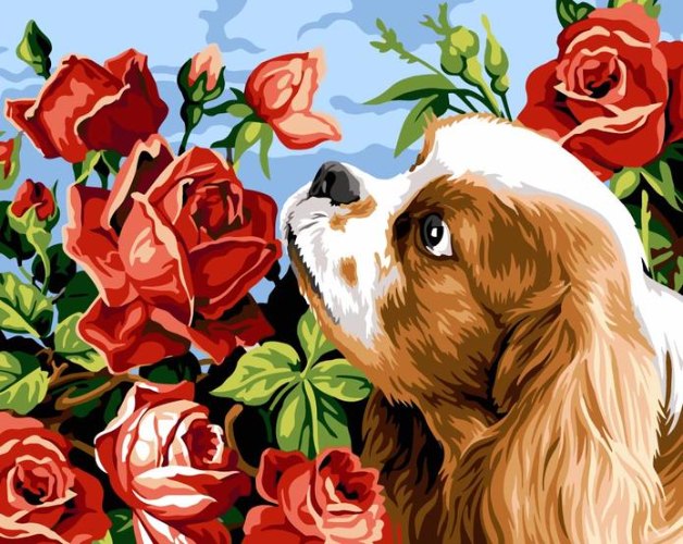 צביעה לפי מספרים - ספנייל ושושנים