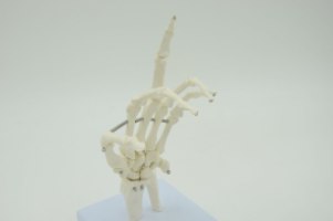 בהזמנה מראש: דגם אנטומי 108 - עצמות שורש כף יד