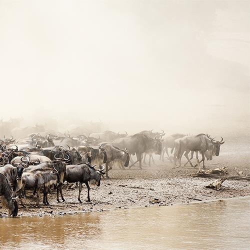 טנזניה - ספארי לכל המשפחה