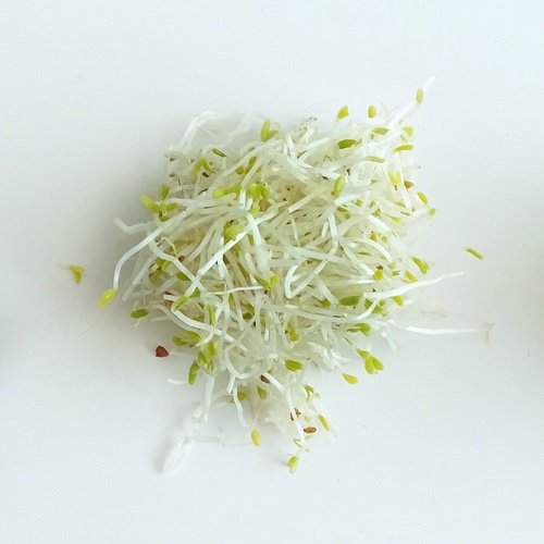 זרעי נבטי אלפלפה – 150 גרם