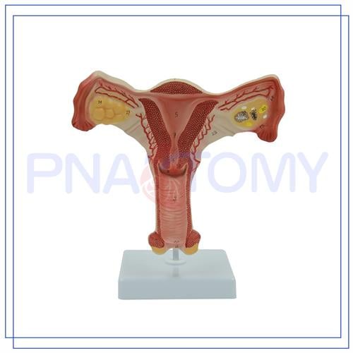 בהזמנה מראש: דגם אנטומי 584 - מודל מפורט של מערכת הרבייה הנשית