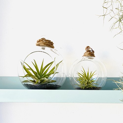 זוג כדורים למדף