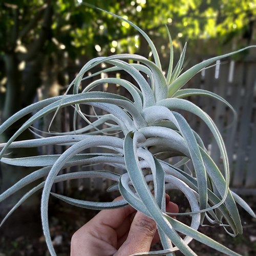 cacticula צמח נדיר