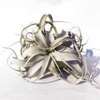 זירוגרפיקה