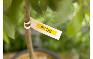 סרט סימון מקורי שחור על רקע לבן Brother TZe251 Labelling Tape Cassette 24mmx8m