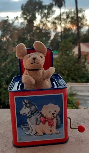 תיבת "קוקו" מנגנת עם כלב קופץ, jack in a box,