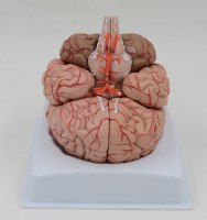 בהזמנה מראש: דגם אנטומי 611 - מוח אנושי בגודל מלא, 9 חלקים