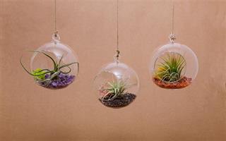 קומבינציית 3 מוביילים 12 ס"מ וצמחים +שפריצר מתנה