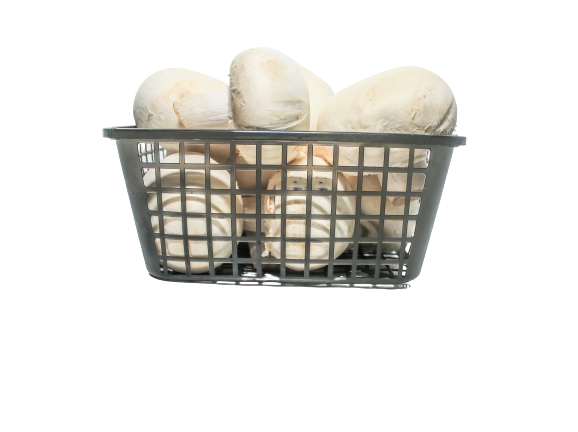 פטריות שמפיניון