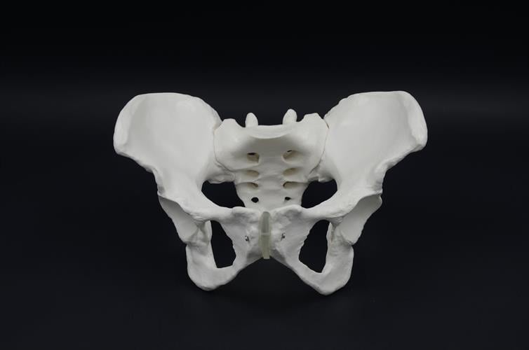 בהזמנה מראש: דגם אנטומי - עצמות האגן הנשי