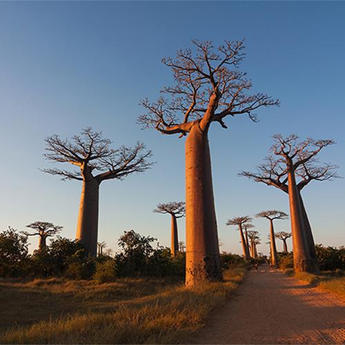 מדגסקר - טבע שאין דומה לו