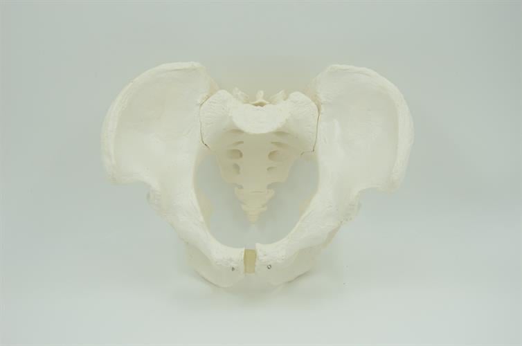 דגם אנטומי - עצמות האגן הגברי