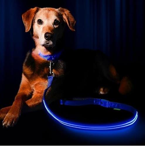 רצועת כלב מוארת