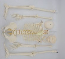 בהזמנה מראש: דגם אנטומי 322 - טורסו דו מיני 45 ס"מ, 16 חלקים