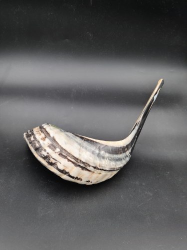 שופר מקרן אייל מידה 6 בהשגחת הרב מחפוד