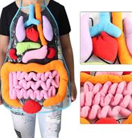 סינר אנטומיה ללימוד איברי הגוף