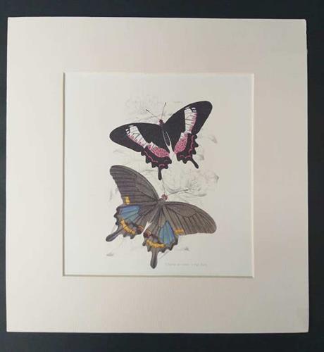 הדפס פרפרים