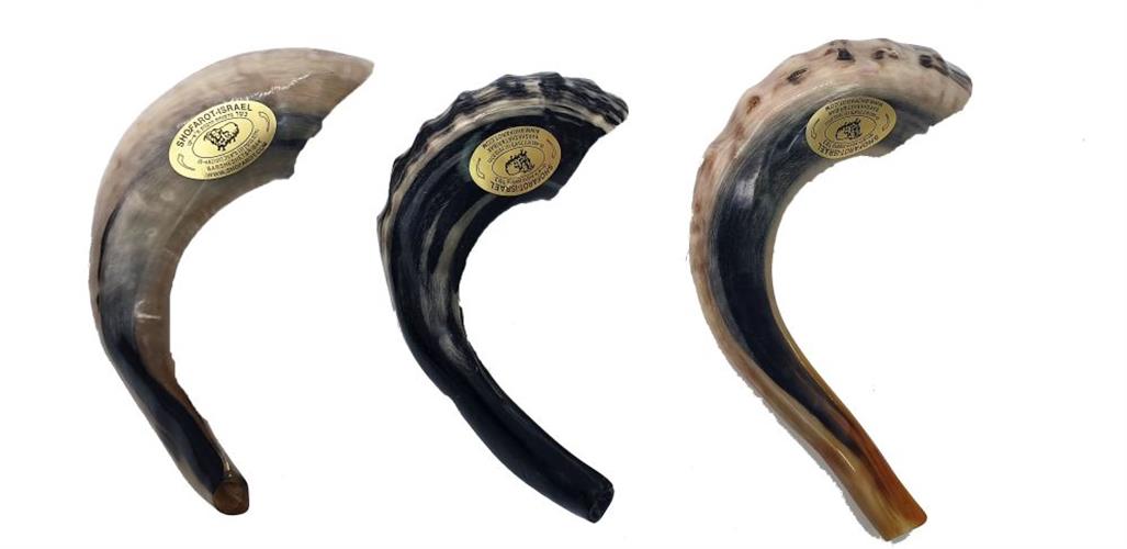 שופר מספר 4 25 ס"מ משופרות ישראל ברששת