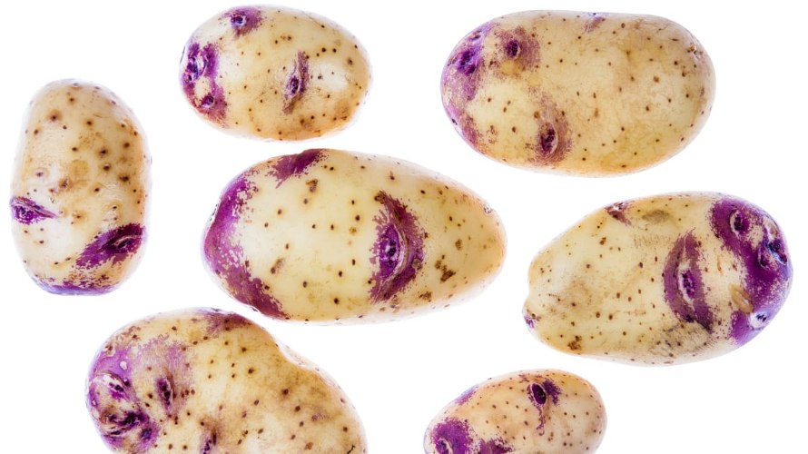 תפו"א נשיקות