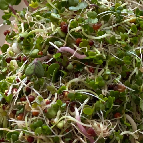 תערובת זרעים להנבטת מצליבים –130 גרם