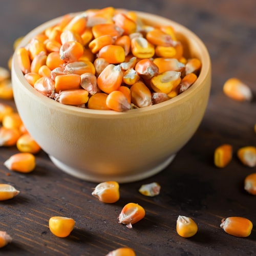 גרעיני תירס לפופקורן