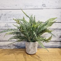 צמח עלים קטנים מעוגלים בכלי בטון