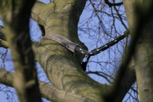 חבל לכבילת עצים- GEFA  HOLLOW ROPE 16 mm 4T CLASSIC