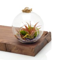 כדור 15 ס״מ וצמח אויר (מולטי)