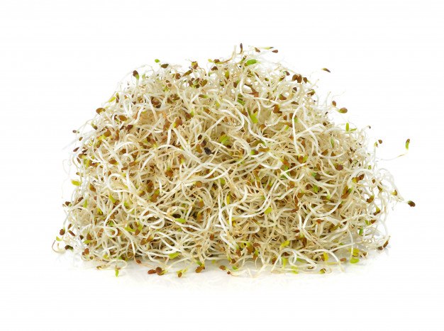 נבטי אלפלפא