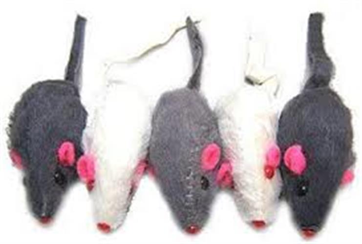 משחק עכבר לחתול