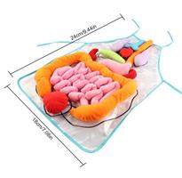 סינר אנטומיה ללימוד איברי הגוף