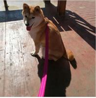 רצועת כלב מוארת