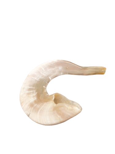 שופר מהודר גדול ומיוחד