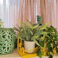 צמח עלים קטנים מעוגלים בכלי בטון