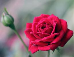 שפתון גלוס אורגני| ורדים