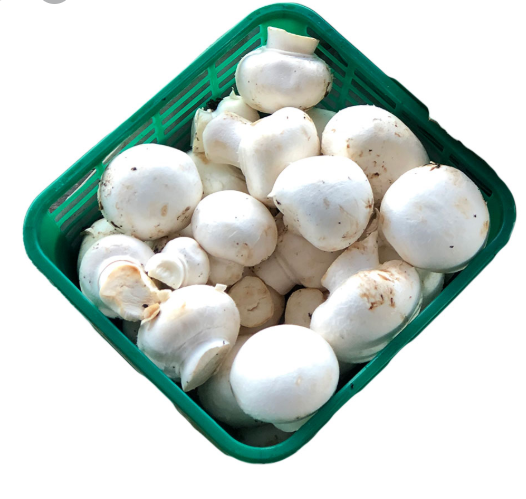 פטריות קופסא