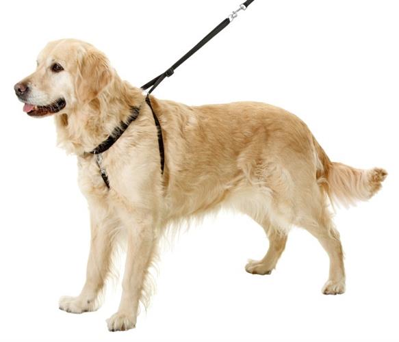 רתמת אימון בסיסי של TRIXIE Lead'n'Walk