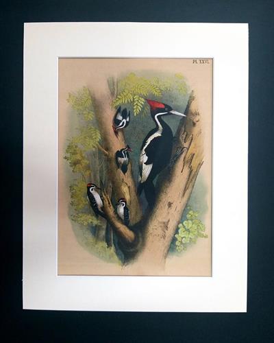 ליטוגרפיה נקרים