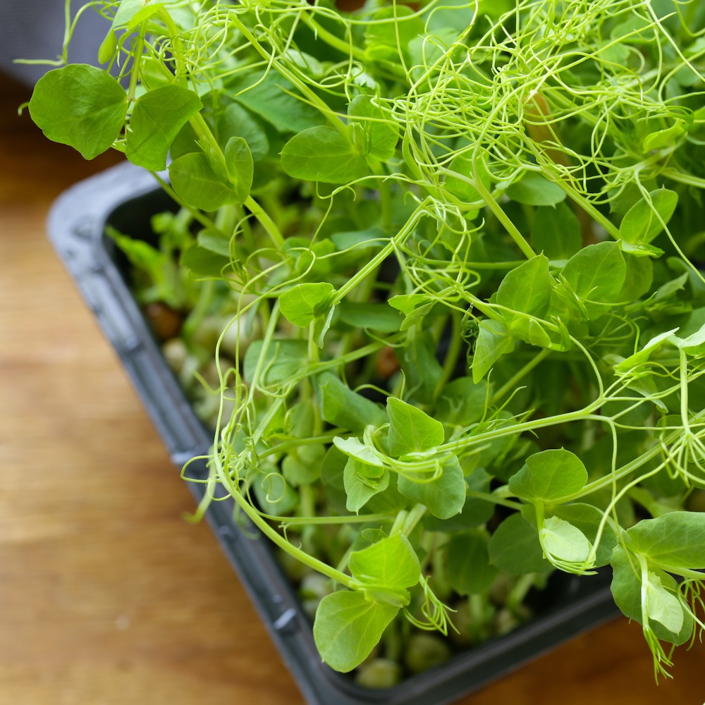 זרעי נבטי אפונה – 250 גרם