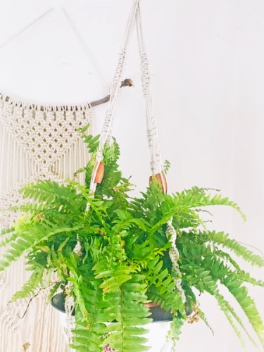 מקרמה, מתלה מקרמה, מתלה לעציץ, עציץ, עציצים, עציץ תלוי, עציץ בבית, מתקן לעציצים, בוהו, מתלה מקרמה בוהו, עיצוב פנים, הום סטיילינג, אווירה , בוהו שיק עציץ נשפך, שרך, שרכים, שרך בעציץ, שרך תלוי, שרך במקרמה